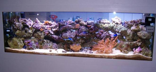 125 gallons reef tank (mostly live coral and fish) - 125 gal
75 gal sump
coralife 220 skimmer
2-t5 actinics
2-250w 10k MH
leathers
colts
polyps
mushrooms
zoos

Fish:

6 line wrasse
yellow tang
2-watchmen
lanwmower bleeny
scooter blenny
coral banded shrimp
4-sand sifting stars
orange star
4-damsels
royal gramma