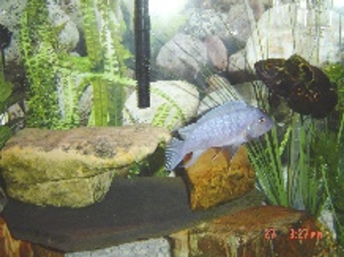 freshwater fish - astronotus ocellatus - tiger oscar stocking in 30 gallons tank - my buddies.