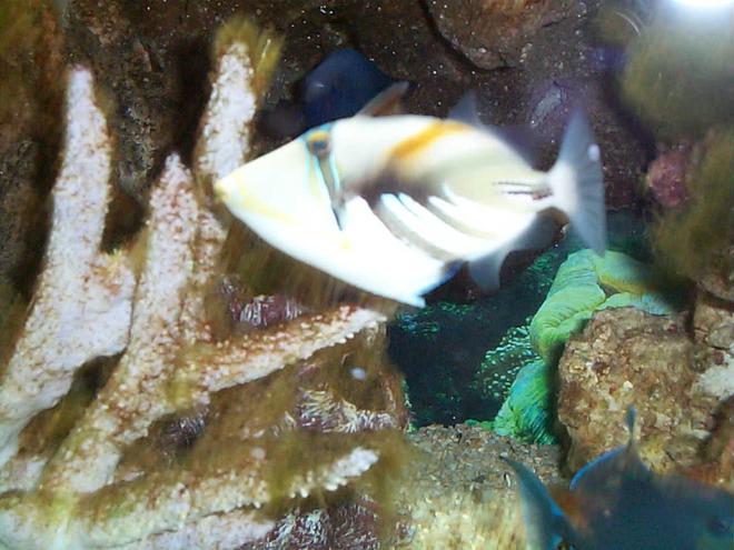 saltwater fish - rhinecanthus aculeatus - humu picasso triggerfish stocking in 90 gallons tank - humu humu