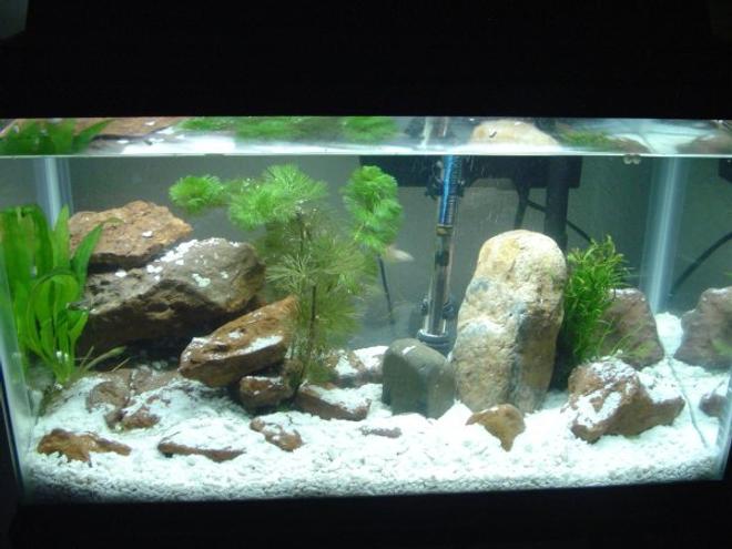 10 gallons freshwater fish tank (mostly fish and non-living decorations) - This is my 10 gallon setup.