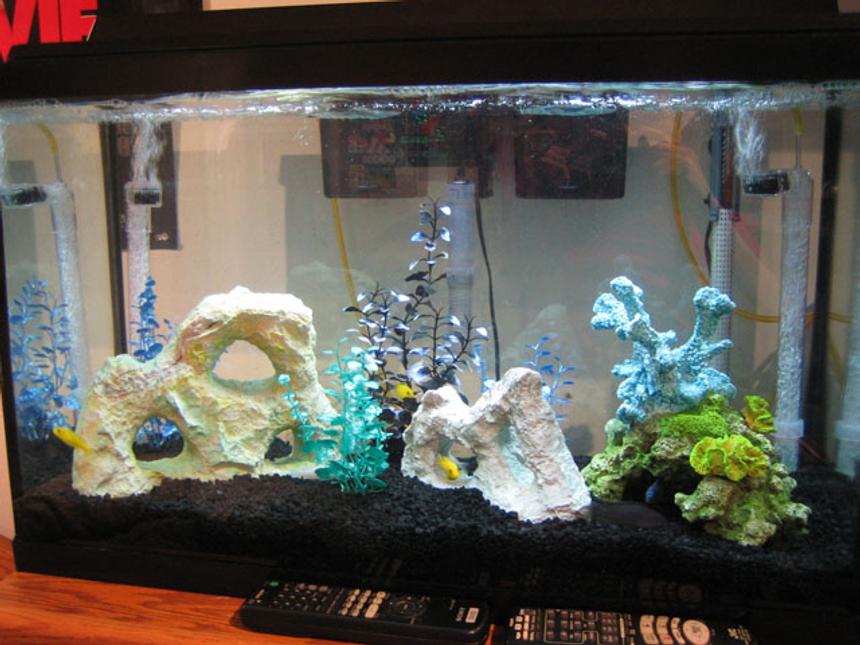 Rated #290: 30 Gallons Freshwater Fish Tank - my fish tank :)