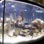 46 gallons freshwater fish tank (mostly fish and non-living decorations) - 46 GAL aGA BOWFRONT