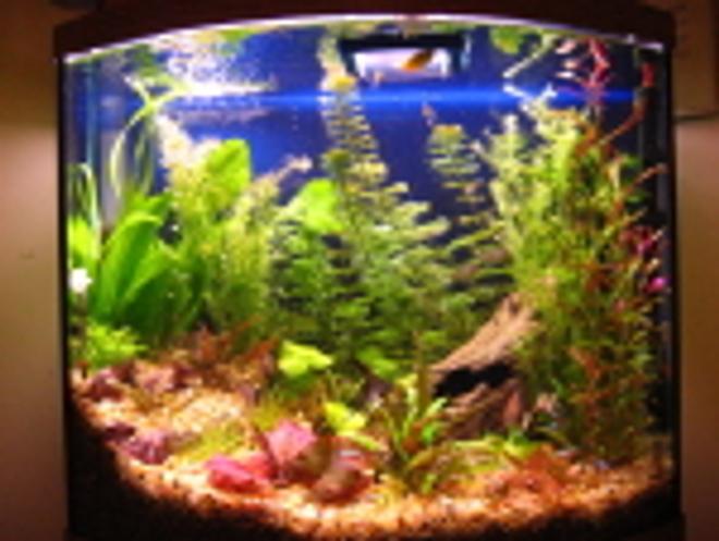 26 gallons planted tank (mostly live plants and fish) - Angels, Gouramis, Danios, Black skirt tetras, red eye tetras, cardinal tetras, red fin tetras, Kuhli Loaches, cories, algae eaters, frogs.

Red Tiger lotus, Camboba, Foxtail, swords, wendi, banana plant, rotella, the rest is unknown