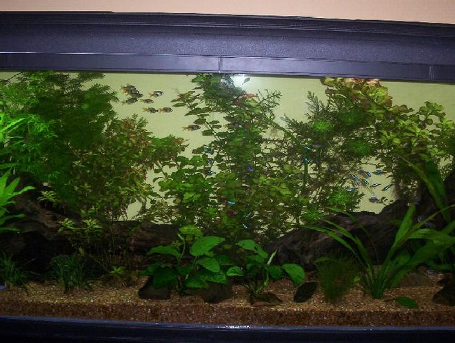 100 gallons planted tank (mostly live plants and fish) - two pieces of driftwood sit on top of reddish gravel with varying plants all around them. caves are made out of rocks all around the tank