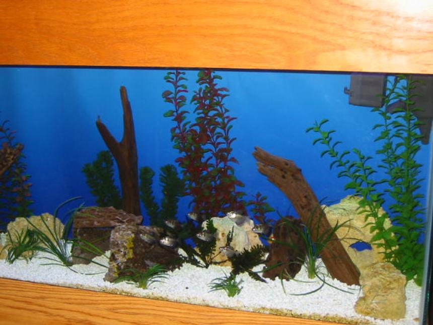 Rated #286: 50 Gallons Freshwater Fish Tank - still working on it
