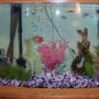 46 gallons freshwater fish tank (mostly fish and non-living decorations) - 46 gallon bowfront full view