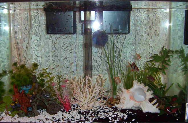 46 gallons freshwater fish tank (mostly fish and non-living decorations) - 20 gallon full view