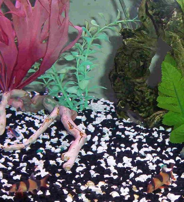 freshwater fish - botia macracantha - clown loach stocking in 46 gallons tank - my 2 clown loaches