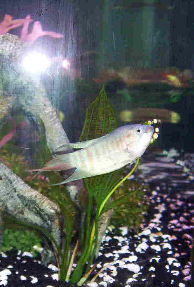 freshwater fish - macropodus opercularis - blue paradise stocking in 46 gallons tank - another view