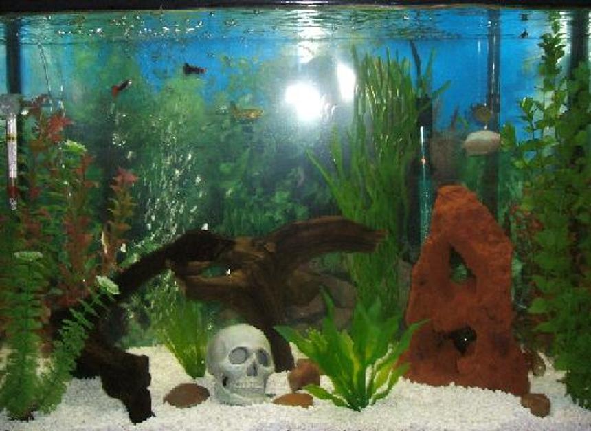 Rated #265: 29 Gallons Freshwater Fish Tank - This is my first 29 gallon freshwater tank !