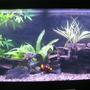 72 gallons freshwater fish tank (mostly fish and non-living decorations) - 72 gallon African cichlid tamk