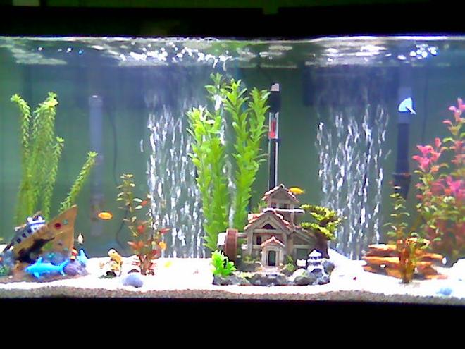 55 gallons freshwater fish tank (mostly fish and non-living decorations) - African Cichlid tank 55 gallon