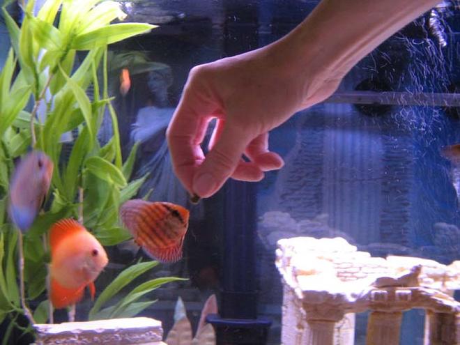 freshwater fish - symphysodon sp. - blue diamond discus stocking in 46 gallons tank - My baby Discus being hand fed in one of my 46 gallon Bow Fronts
