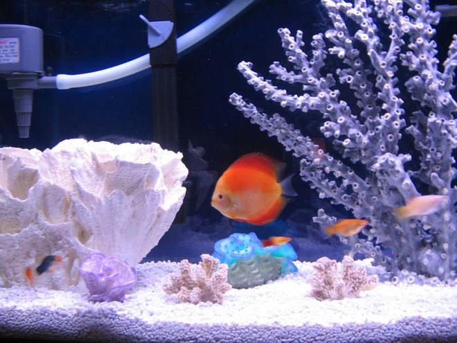 freshwater fish - red melon discus stocking in 46 gallons tank - My Red Melon Discus swimming in her pretend saltwater tank. All decorations are completely fake and freshwater safe. Just in case any of you Discus lovers were wondering. 55 Gallon  6 Discus only.1- Red melon 4.5 inches, 1-Lg 6 inch blue, 1-2.5" clobolt green,1- 2.5" Red melon,1- 3.0" orange & 1- 3.0" Blue Diamond.