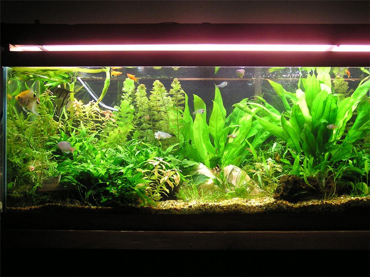75 gallons planted tank (mostly live plants and fish) - I changed my tank around and put more plants in. I focused more on putting the taller plants in the back and the shorter in the front. I also got rid of those damn prolific kribs. It looks a thousand times better than it did before, especially with the red plants i put in to contrast the green.
