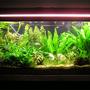 75 gallons planted tank (mostly live plants and fish) - I changed my tank around and put more plants in. I focused more on putting the taller plants in the back and the shorter in the front. I also got rid of those damn prolific kribs. It looks a thousand times better than it did before, especially with the red plants i put in to contrast the green.