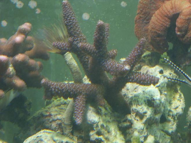 corals inverts - acropora sp. - scripp's green tip staghorn stocking in 75 gallons tank - unknown species staghorn acropora