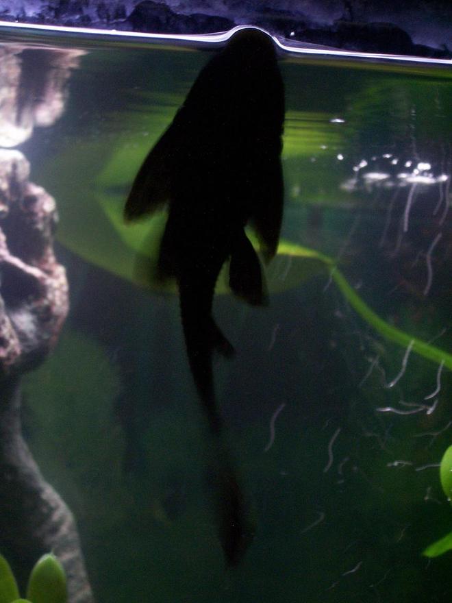 freshwater fish - glyptoperichthys gibbiceps - sailfin pleco (l-83) stocking in 30 gallons tank - this is my pleco.