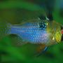 freshwater fish - papiliochromis ramirezi - german blue ram stocking in 250 gallons tank - Microgeophagus ramirezi female