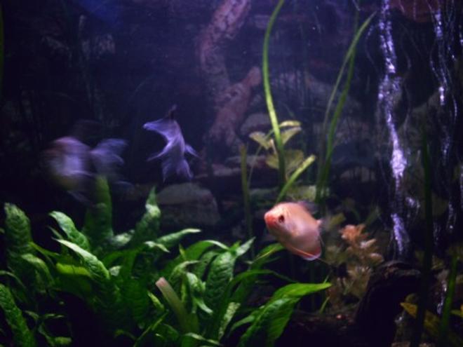 freshwater fish - colisa chuna - honey dwarf gourami stocking in 85 gallons tank - This Honey Gourami is not especially shy.