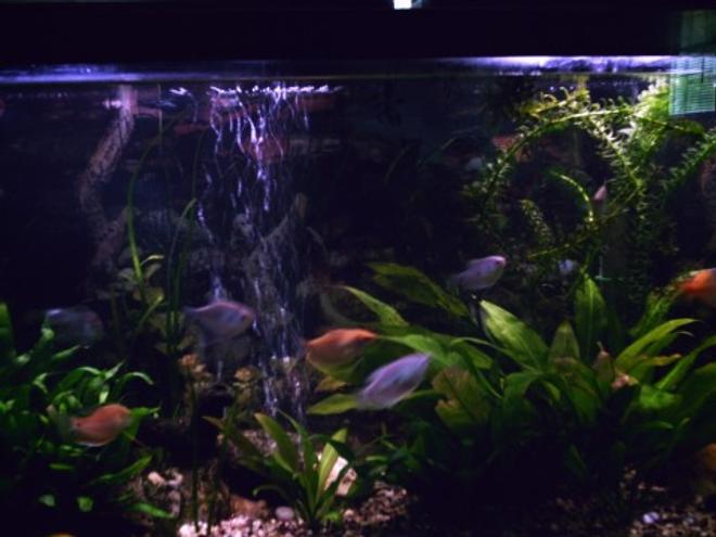 85 gallons planted tank (mostly live plants and fish) - Here you can see a good mix of the fish and different plants.