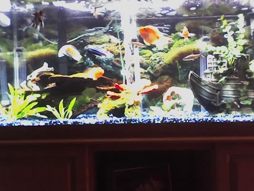 Rated #314: 75 Gallons Freshwater Fish Tank - My 75 Gal Ciclid tank