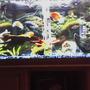 75 gallons freshwater fish tank (mostly fish and non-living decorations) - My 75 Gal Ciclid tank