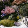 saltwater fish - zebrasoma veliferum - sailfin tang stocking in 170 gallons tank - sailfin tang