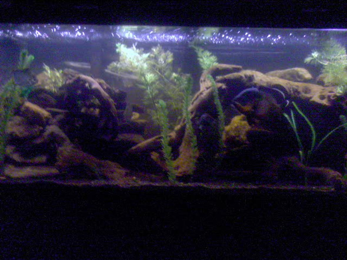 75 gallons freshwater fish tank (mostly fish and non-living decorations) - 75 gallon