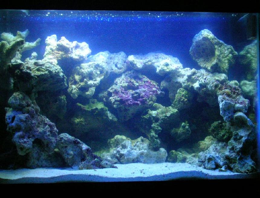 Rated #21: 20 Gallons Saltwater Fish Tank - Has a Sea Clone 150, Uv Turbo Twist, and a Hang On Filter Emperor 280. Live rock , live sand and 5 Tipes of Gobys
1 Blennie. Has 4 24" T5