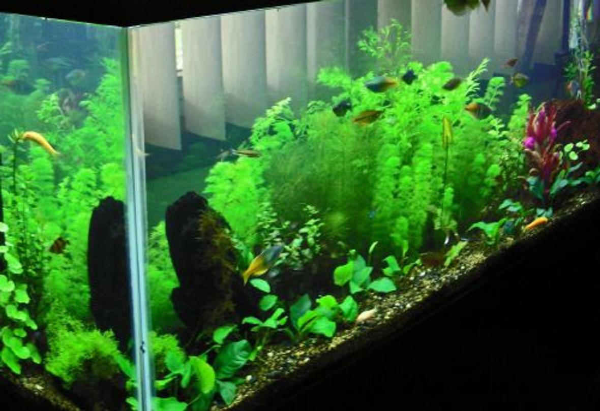 55 gallons planted tank (mostly live plants and fish) - 55 Gal, 3 month planted tank.