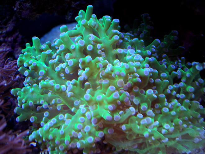 corals inverts - euphyllia paradivisa - frogspawn coral stocking in 150 gallons tank - Frogspawn