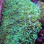 corals inverts - galaxea spp. - tooth coral stocking in 150 gallons tank - Galaxia
