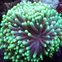 corals inverts - euphyllia glabrescens - torch coral stocking in 150 gallons tank - Green torch