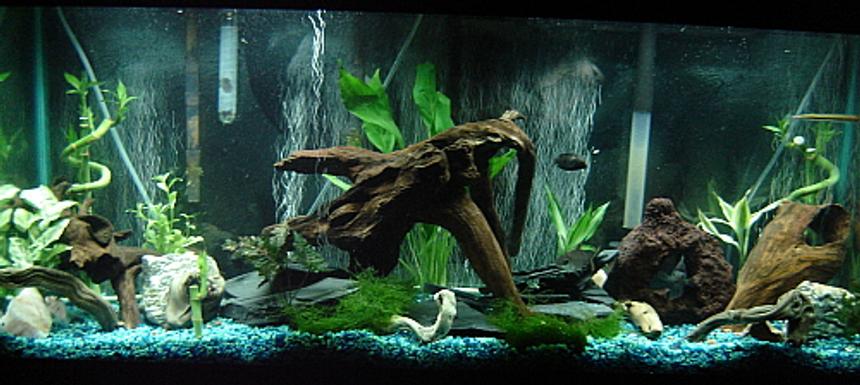 Rated #33: 55 Gallons Freshwater Fish Tank - South American Cichlid Tank. Natural driftwood, slate, lava rock, live plants.