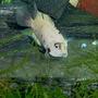 freshwater fish - archocentrus nigrofasciatus - convict cichlid stocking in 55 gallons tank - Male Calico Convict