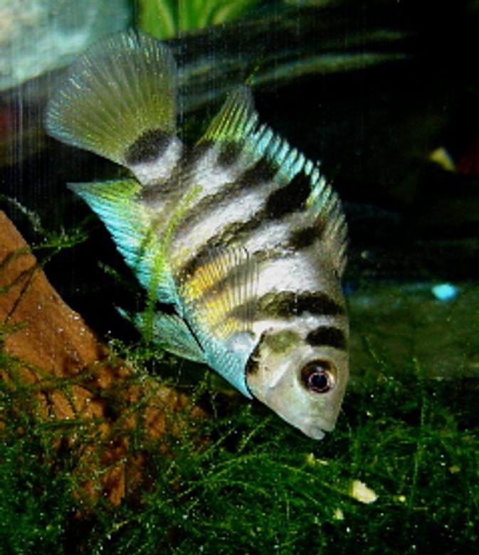 freshwater fish - archocentrus nigrofasciatus - black convict cichlid stocking in 55 gallons tank - Female Black Convict