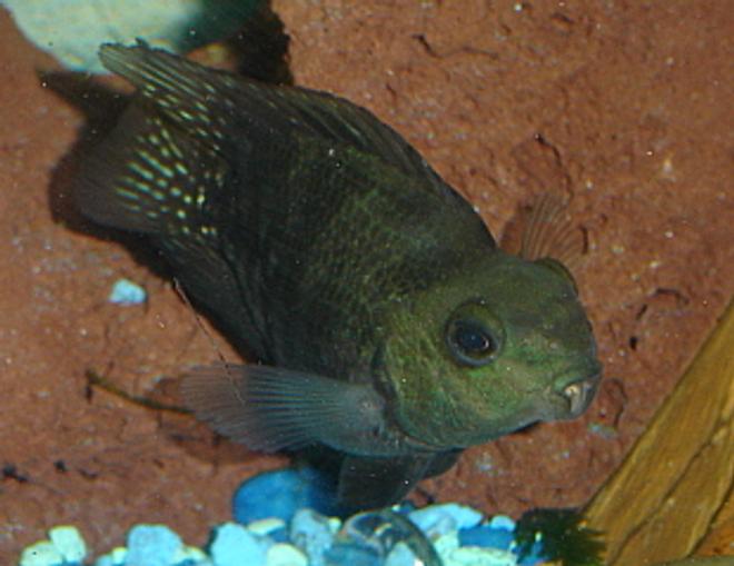freshwater fish - heros severus x amphilophus citrinellum - blood parrot stocking in 55 gallons tank - Blood Parrot