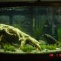46 gallons freshwater fish tank (mostly fish and non-living decorations) - 46 gal Bowfront freshwater tank with fish and non-living decor