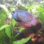 freshwater fish - colisa lalia - powder blue dwarf gourami stocking in 20 gallons tank - My Gourami