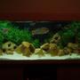 100 gallons freshwater fish tank (mostly fish and non-living decorations) - My Tank