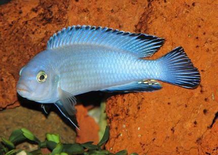 freshwater fish - pseudotropheus socolofi - powder blue cichlid stocking in 50 gallons tank - Pseudotropheus Socolofi