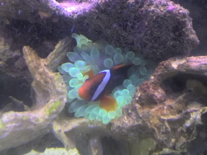 Rated #26: Corals Inverts - Entacmaea Quadricolor - Bulb Anemone Stocking In 90 Gallons Tank - clownfish with anemone