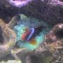 corals inverts - entacmaea quadricolor - bulb anemone stocking in 90 gallons tank - clownfish with anemone