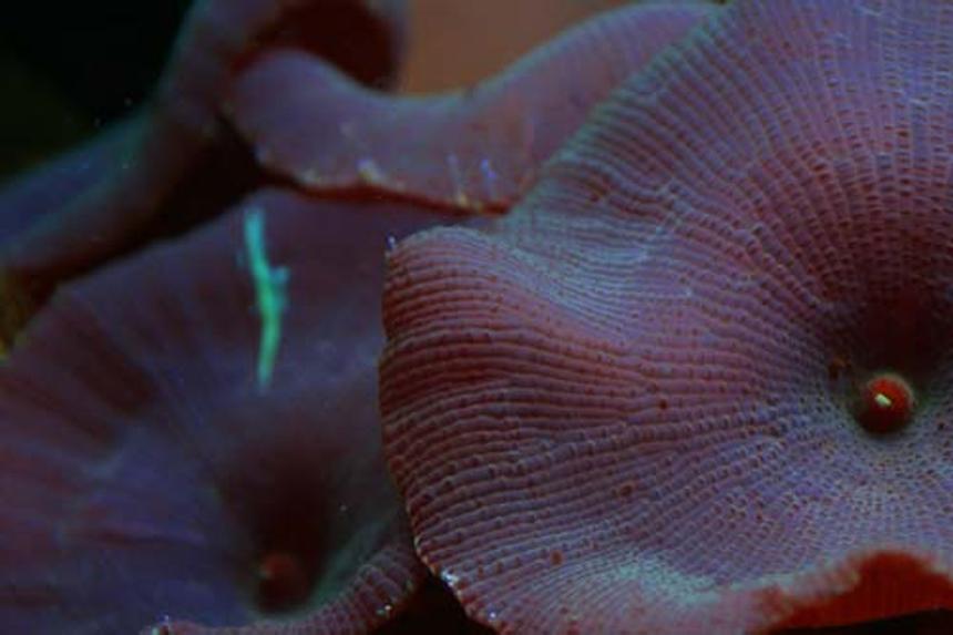 Rated #21: Corals Inverts - Actinodiscus Sp. - Blue Mushroom Stocking In 20 Gallons Tank - Watermellon mushroom colony grown out from a single small polyp frag