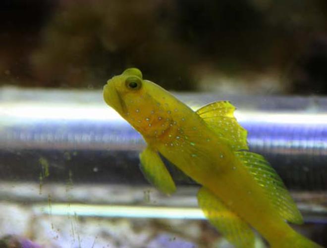 saltwater fish - cryptocentrus cinctus - yellow watchman goby stocking in 20 gallons tank - Yellow Watchman Goby

He came out for a rare photo op. I had to stay hidden around the corner perfectly still for about 15 minutes to get this shot.