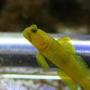 saltwater fish - cryptocentrus cinctus - yellow watchman goby stocking in 20 gallons tank - Yellow Watchman Goby He came out for a rare photo op. I had to stay hidden around the corner perfectly still for about 15 minutes to get this shot.