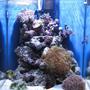 60 gallons reef tank (mostly live coral and fish) - My very first Salt water Reef tank. about 4 months old now 15/08/06
