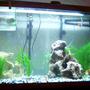 29 gallons freshwater fish tank (mostly fish and non-living decorations) - my tank (the web page wouldnt let me use a higher quality pic sorry)
