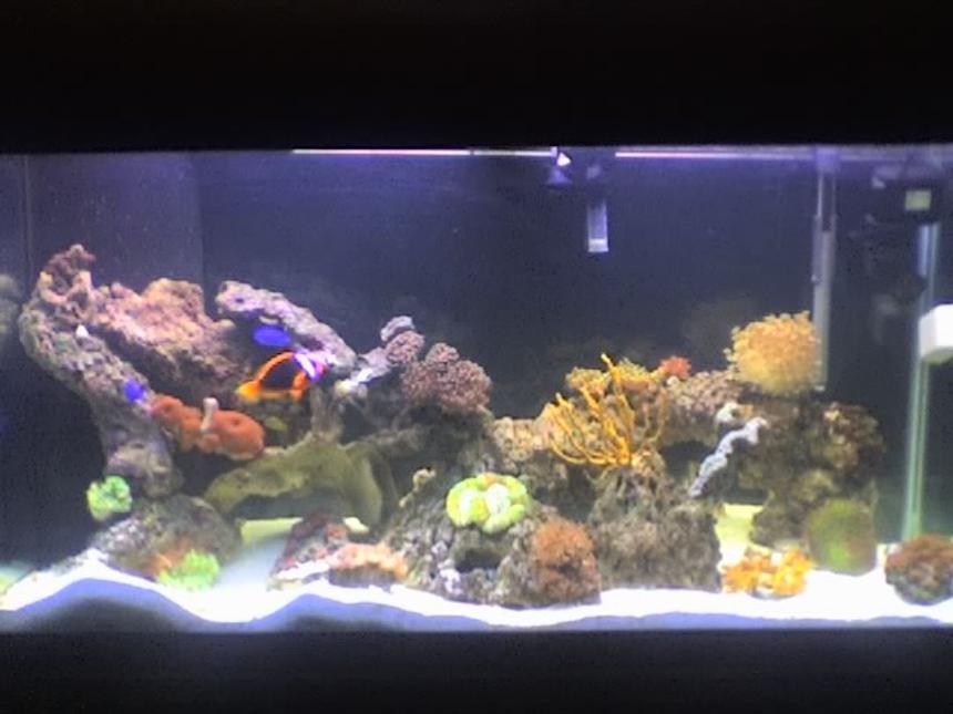 Rated #126: 90 Gallons Reef Tank - my 90 gallon fish tank